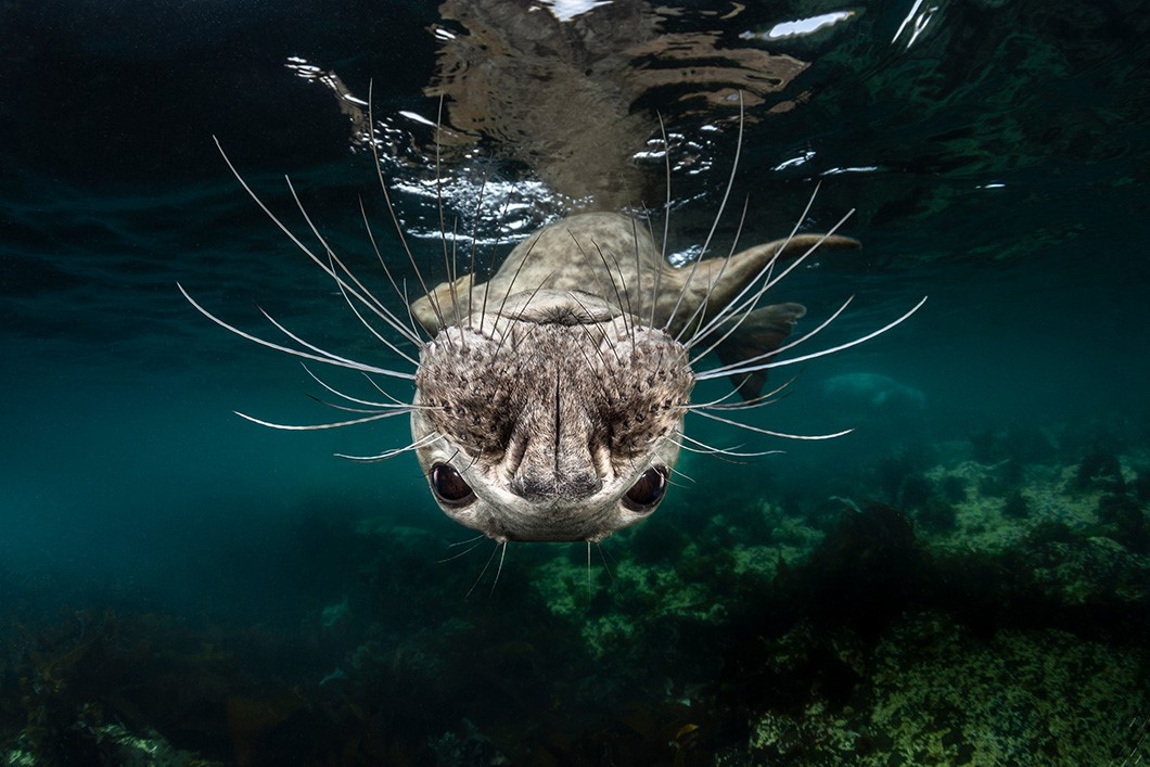 Greg Lecoeur, France, Shortlist, Open Competition Natural World Wildlife, 2019 Sony World Photography Exhibition