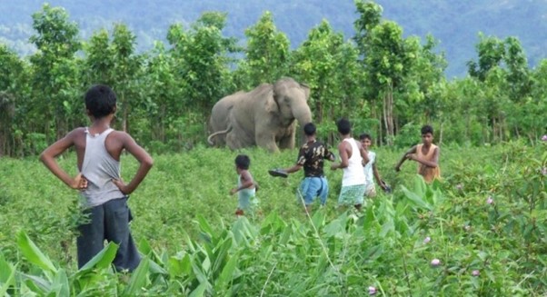 A photo of a wild elephant. It is surrounded by green vegetation. In the foreground are a group of boys who look on at the elephant, some facing the camera and beginning to run away/