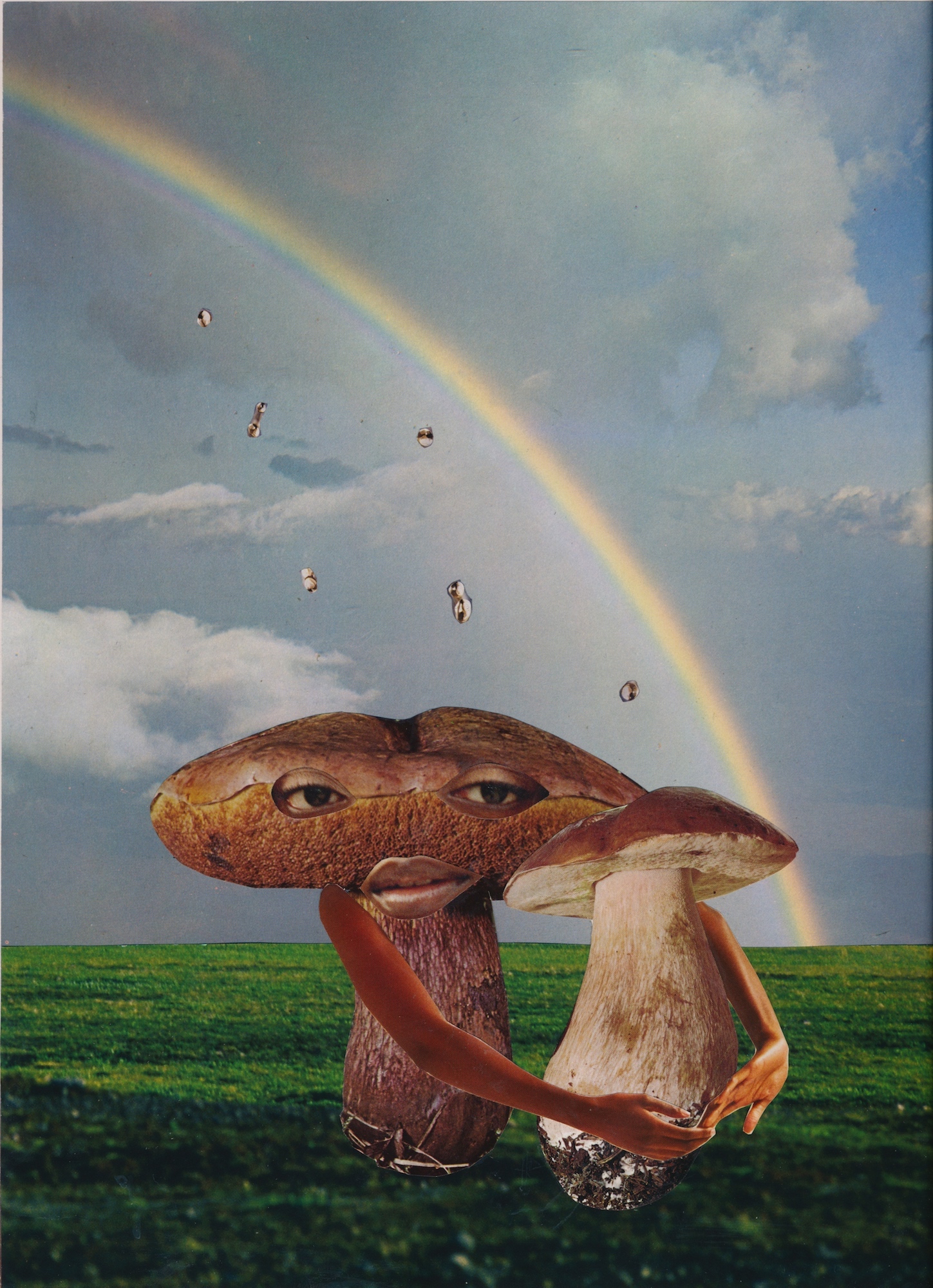 Mushroom collage by Seana Gavin