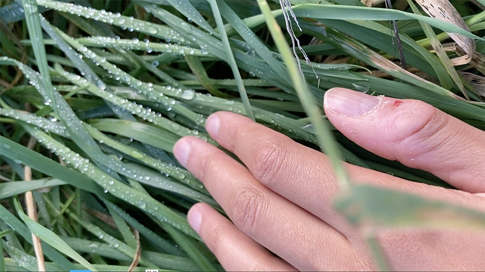 A still from Ella Frost's Ghosts. It shows a hand touching dewy blades of grass.