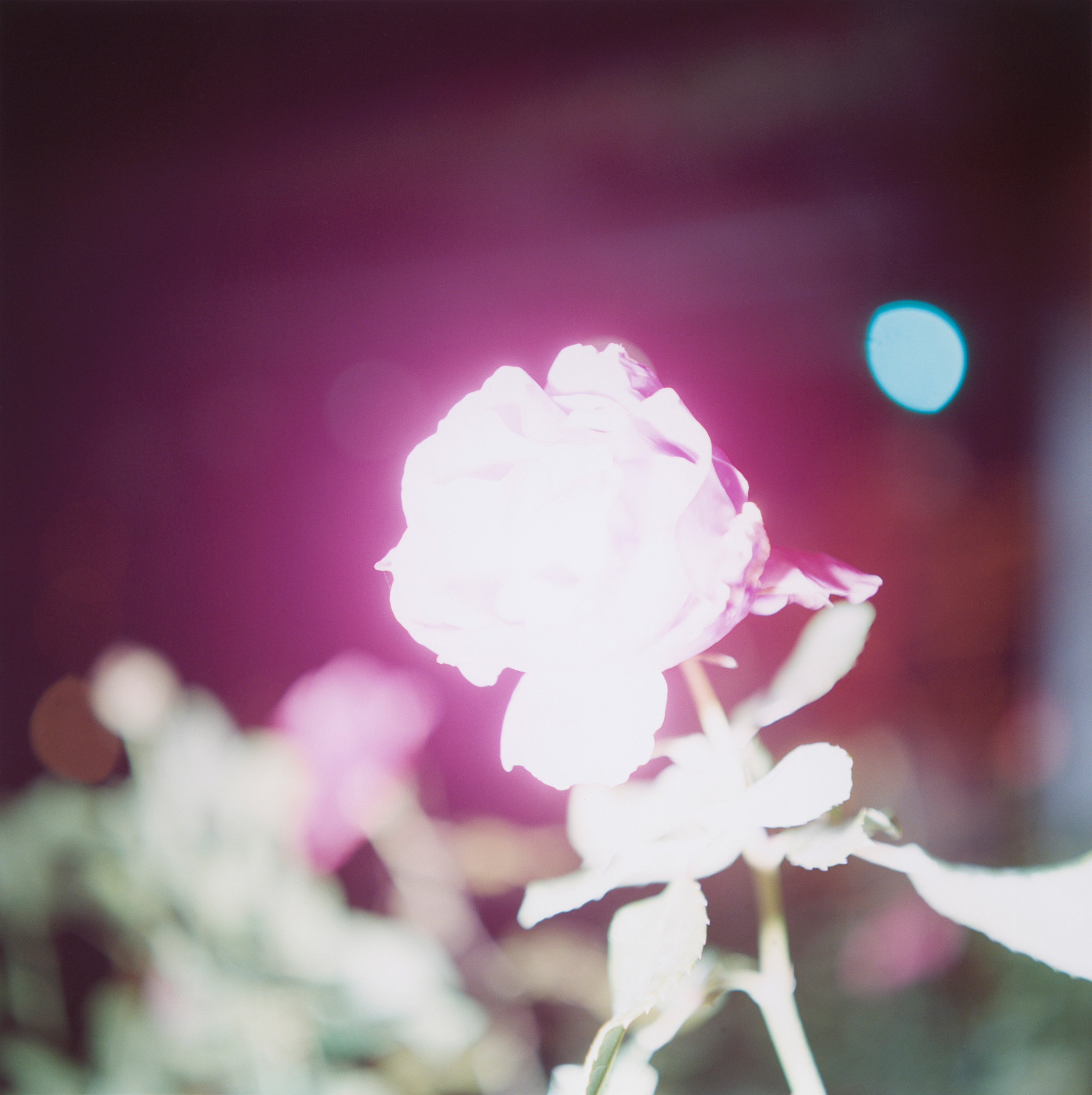 A rose brightly lit under a spotlight.