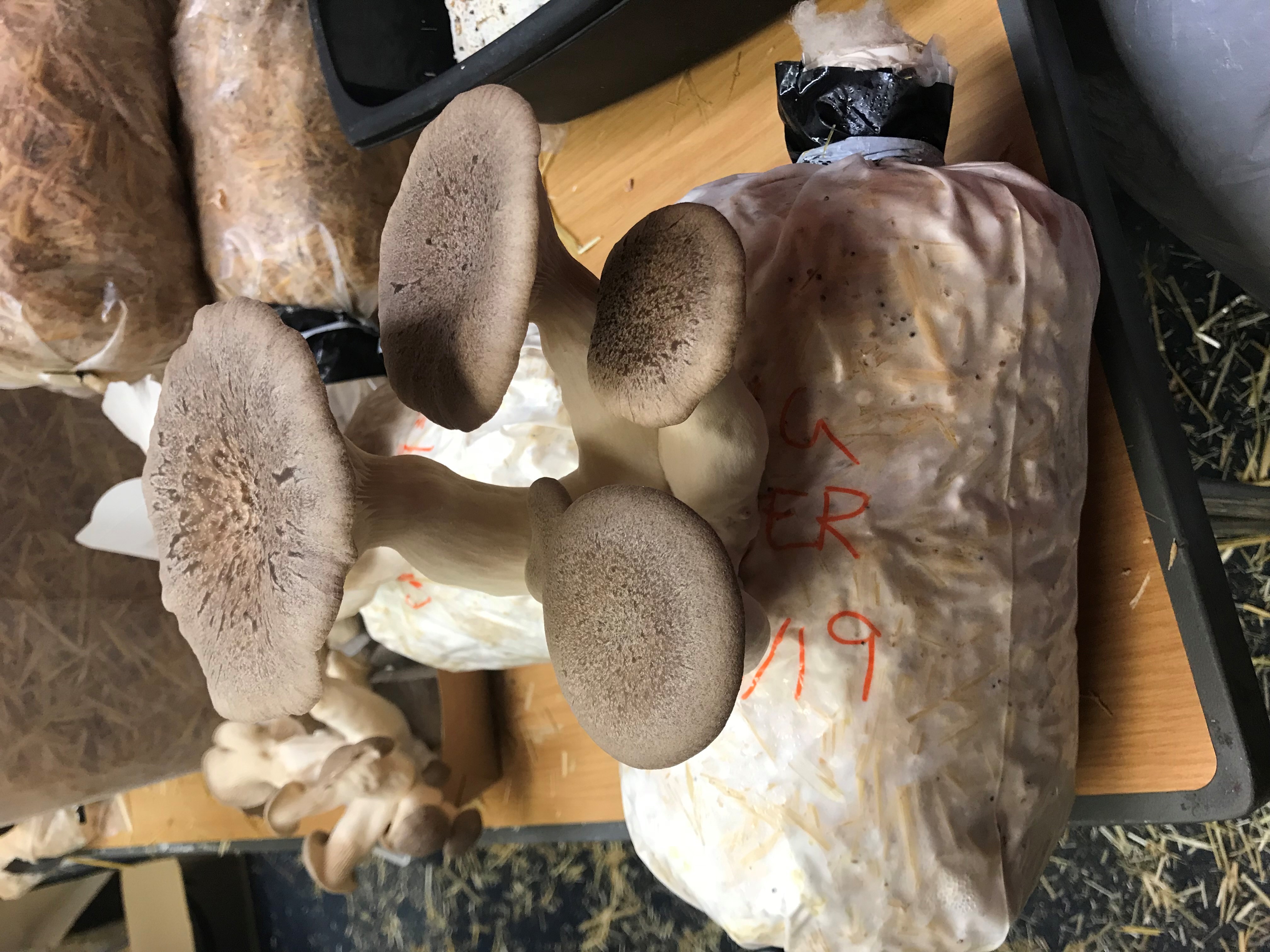 A picture showing fully formed mushrooms growing out of a plastic bag filled with straw