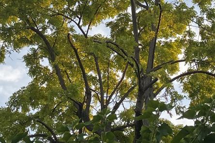 A photo of a tree with green leaves against a blue sky