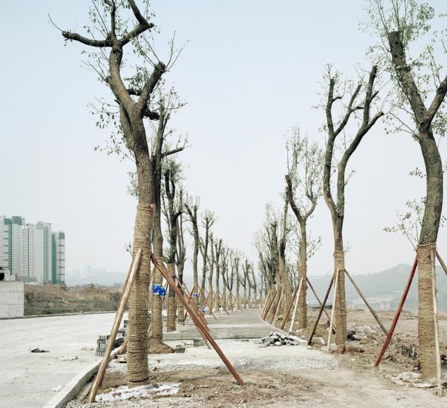 Yan Wang Preston, Forest #3, 2011, photographic print (c) Yan Wang Preston