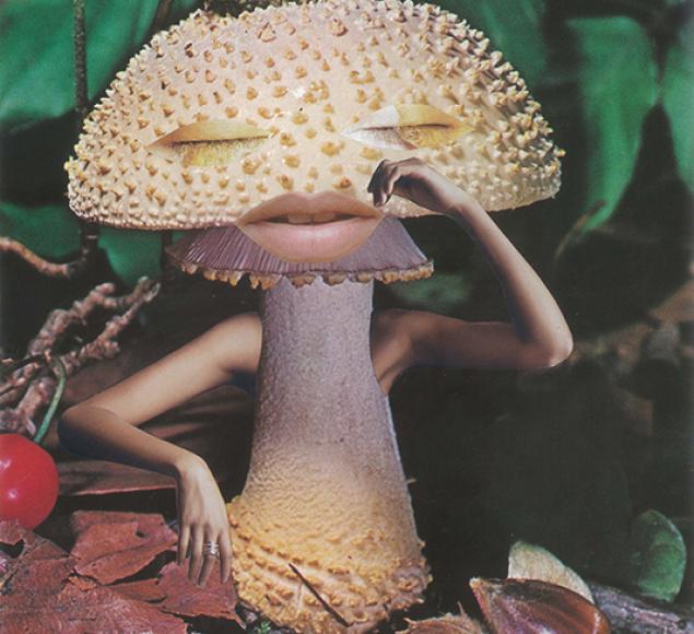 Mindful Mushroom - Seana Gavin