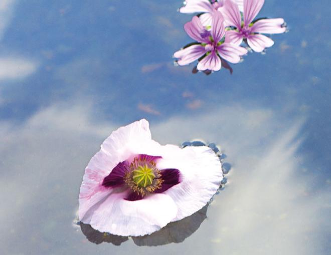 Photo London 2024 main background image by Benjamin Youd shows some purple hued flowers floating in water