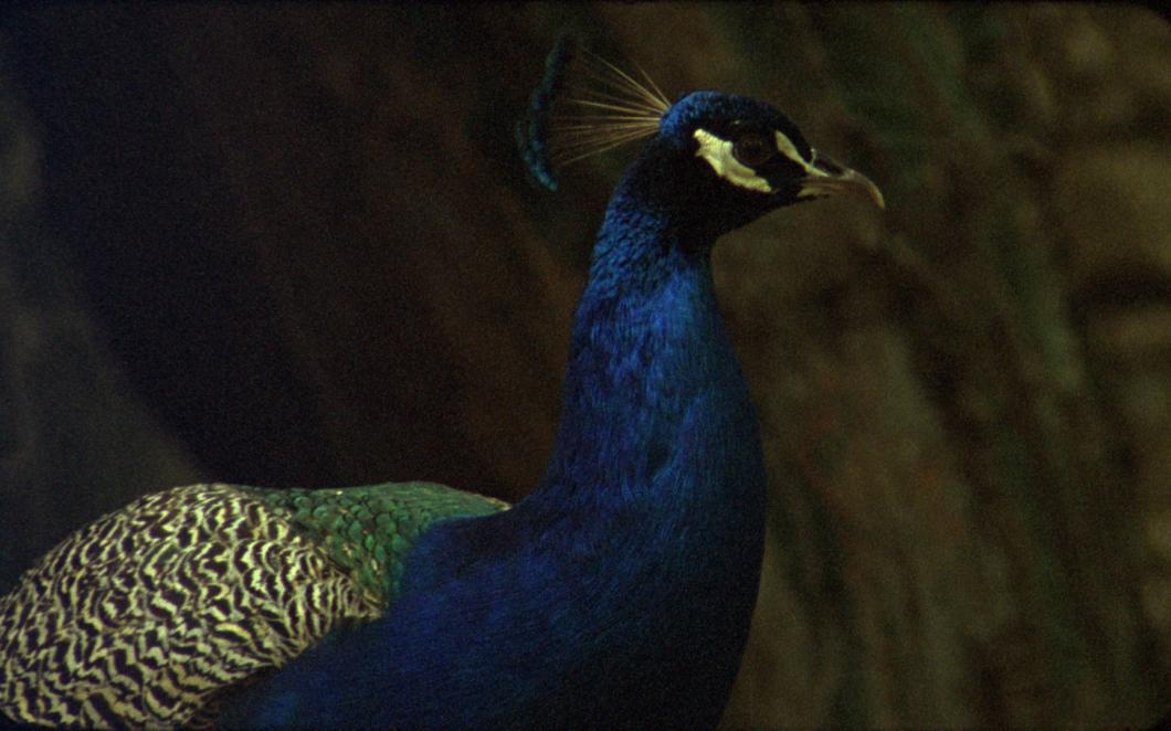 A still from Occidente by Ana Vaz. A close up of a peacock.