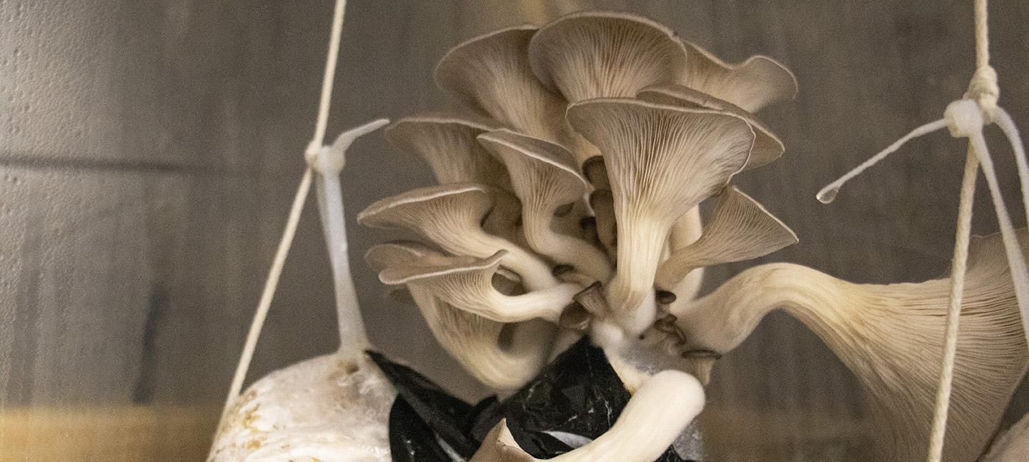 A mushroom growing out of a plastic bag