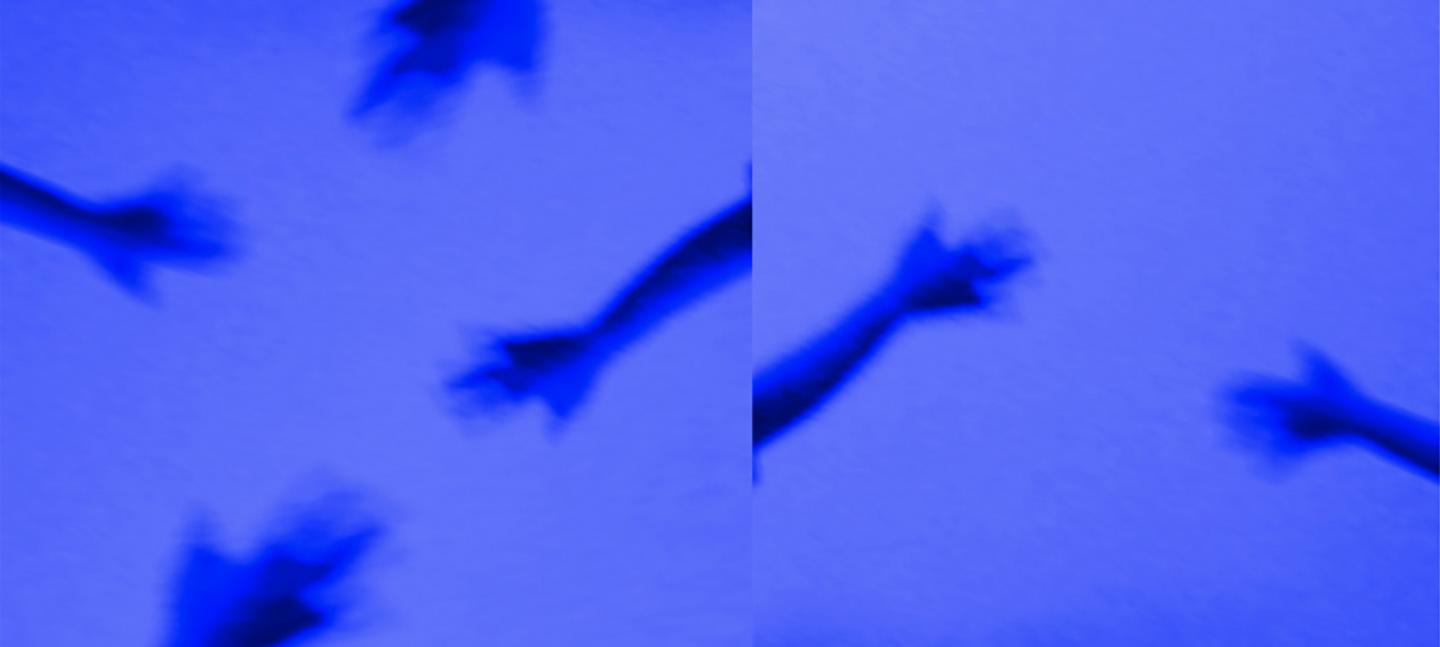 An artwork by Shenece Oretha. It shows blurred depictions of arms and hand reaching out. They are dark blue against a light blue background.
