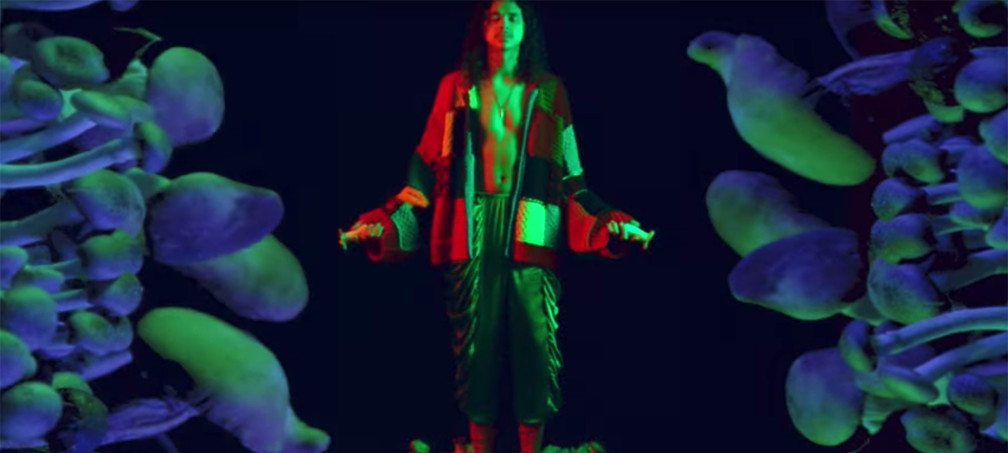 Mushrooms video still