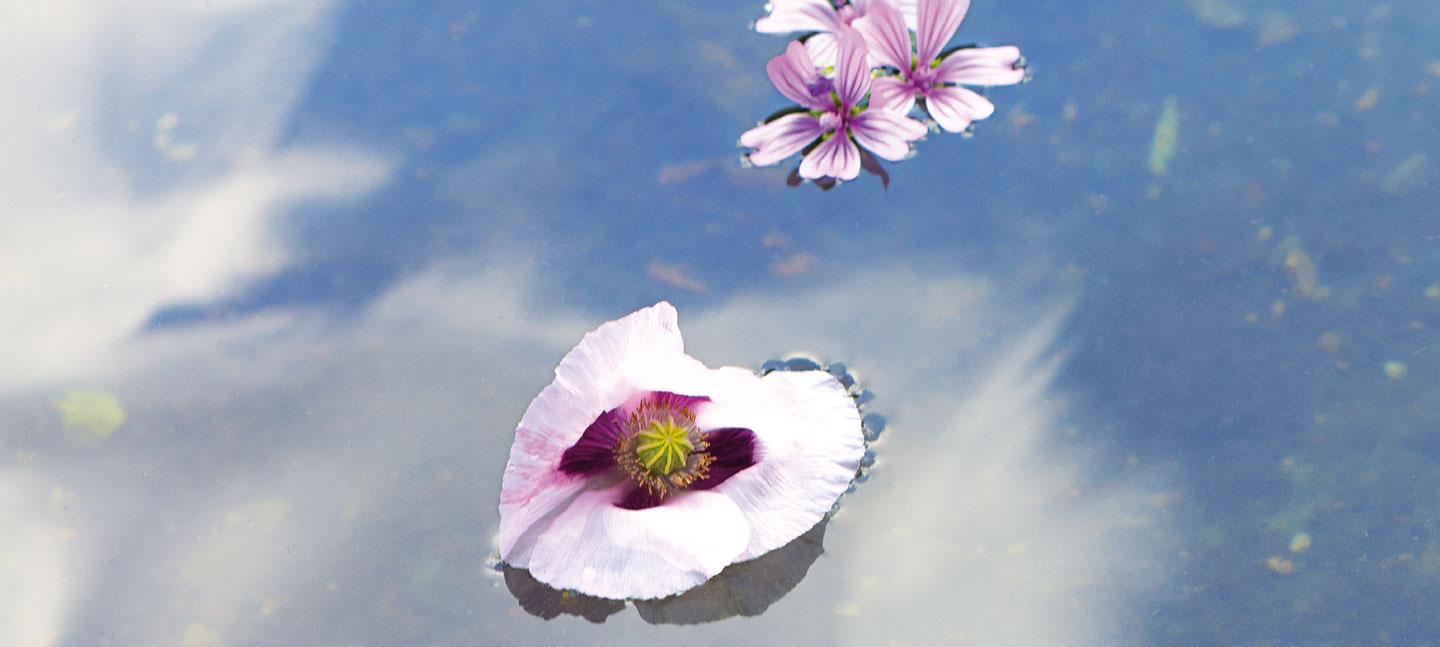 Photo London 2024 main background image by Benjamin Youd shows some purple hued flowers floating in water