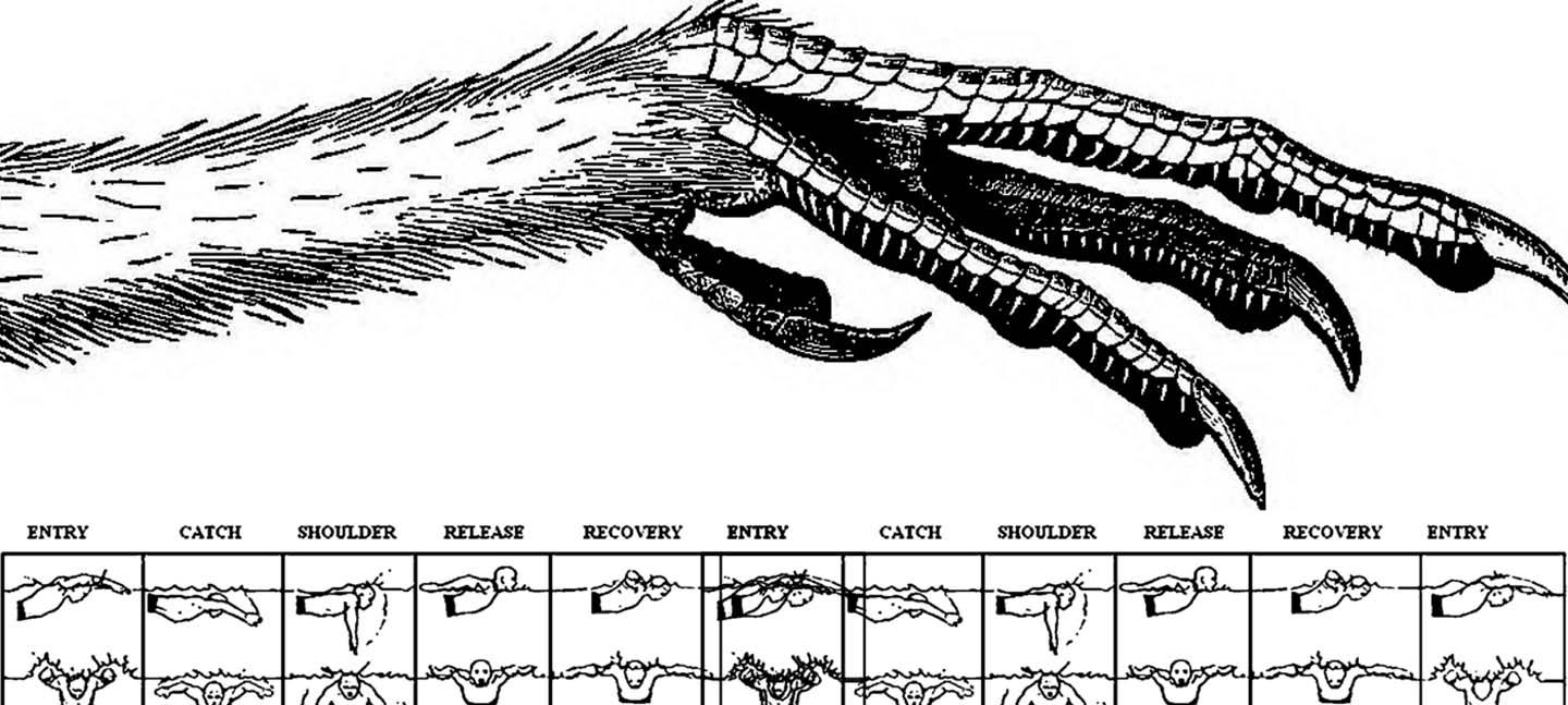 A black and white illustration of a talon and haired leg. Below it are drawn diagrams of bodies swimming, marking the stages of strokes through water.