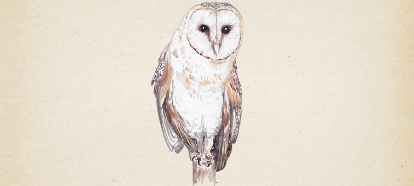 Wild Life Drawing: Druidic Special with Hawks, Owls & Snakes