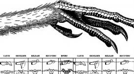 A black and white illustration of a talon and haired leg. Below it are drawn diagrams of bodies swimming, marking the stages of strokes through water.