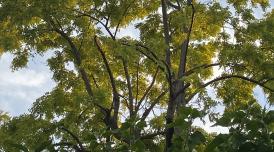 A photo of a tree with green leaves against a blue sky