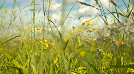 Artwork by Alan Warburton showing a CGI rendered image of a field with yellow flowers and blue sky