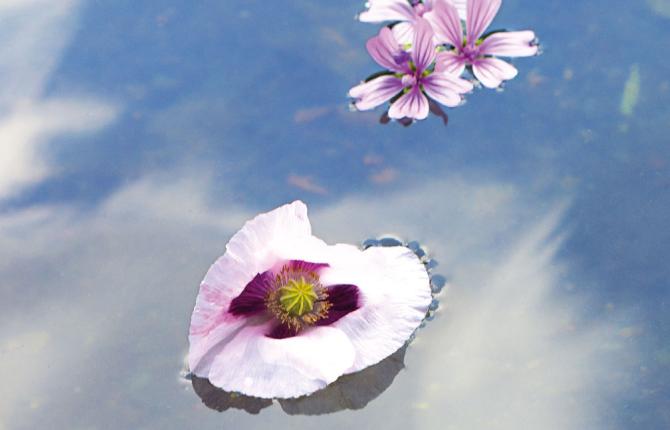 Photo London 2024 main background image by Benjamin Youd shows some purple hued flowers floating in water